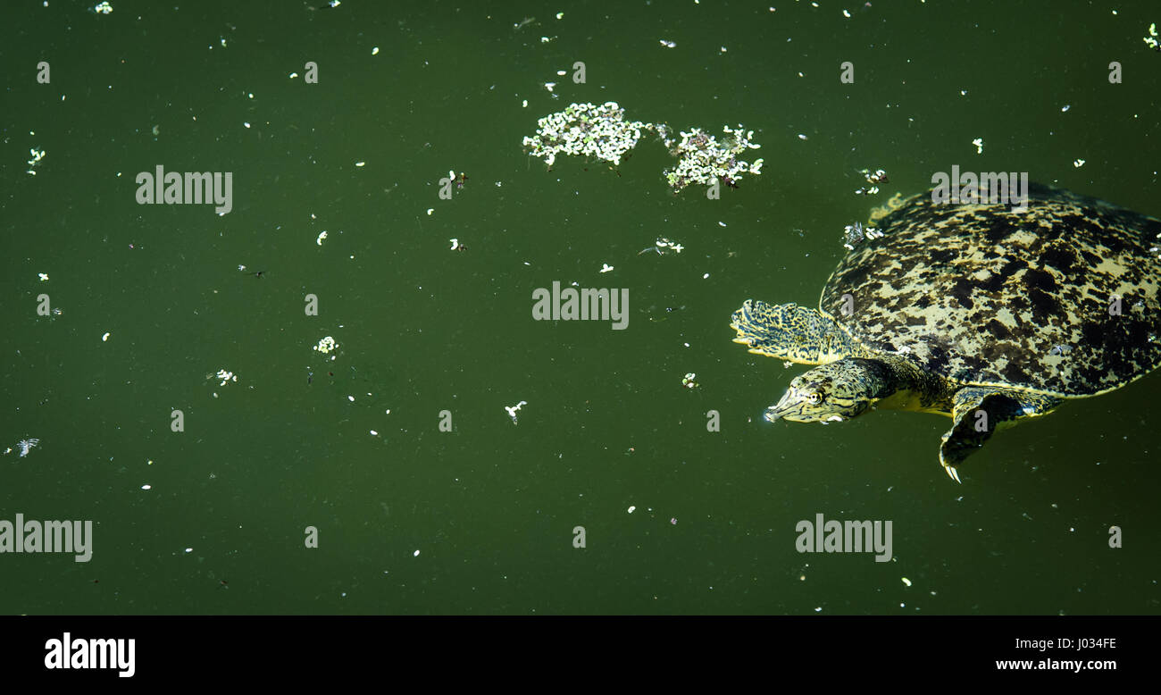 Stachelige Softshell Schildkröte (Trionyx (Apalone) Spiniferus schwimmen in klaren, Frühling gefüttert Fluss in San Marcos, Texas Stockfoto