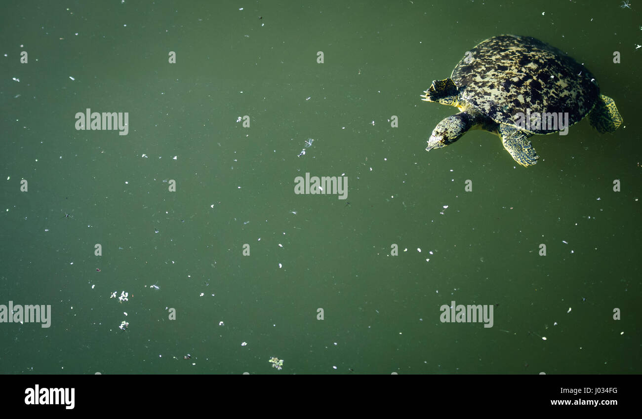 Stachelige Softshell Schildkröte (Trionyx (Apalone) Spiniferus schwimmen in klaren, Frühling gefüttert Fluss in San Marcos, Texas Stockfoto