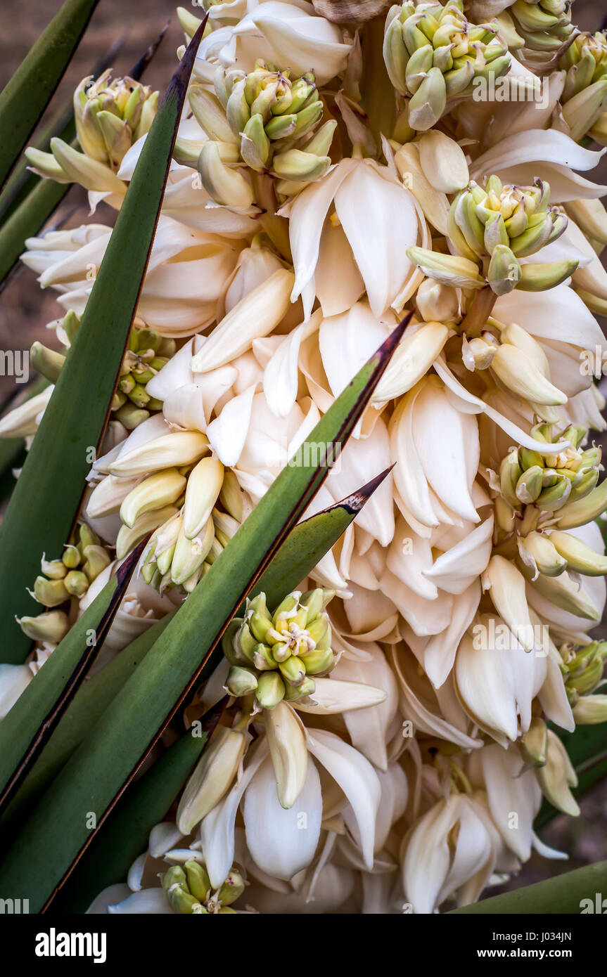 Blühenden Yucca (Yucca Filamentosa) mit weißen Blüten und grünen, Schwert-förmige Blätter Stockfoto
