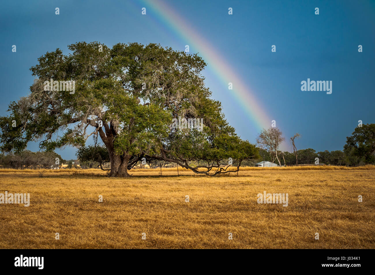Regenbogen wölbte über Live Oak Tree auf der Weide auf einer Ranch in Texas Stockfoto
