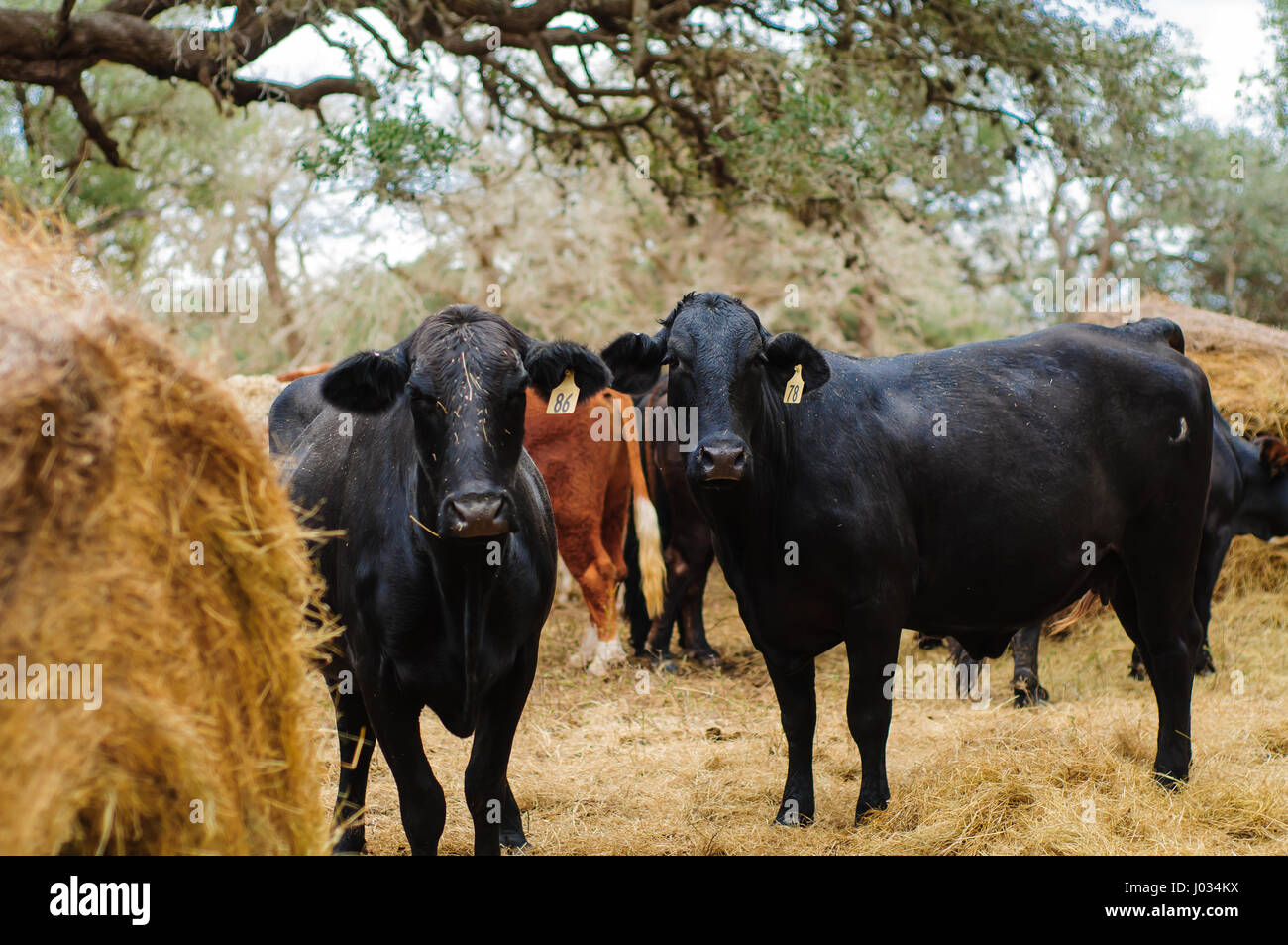 Rinderfütterung auf Rundballen Heu auf einer Weide in Texas Stockfoto