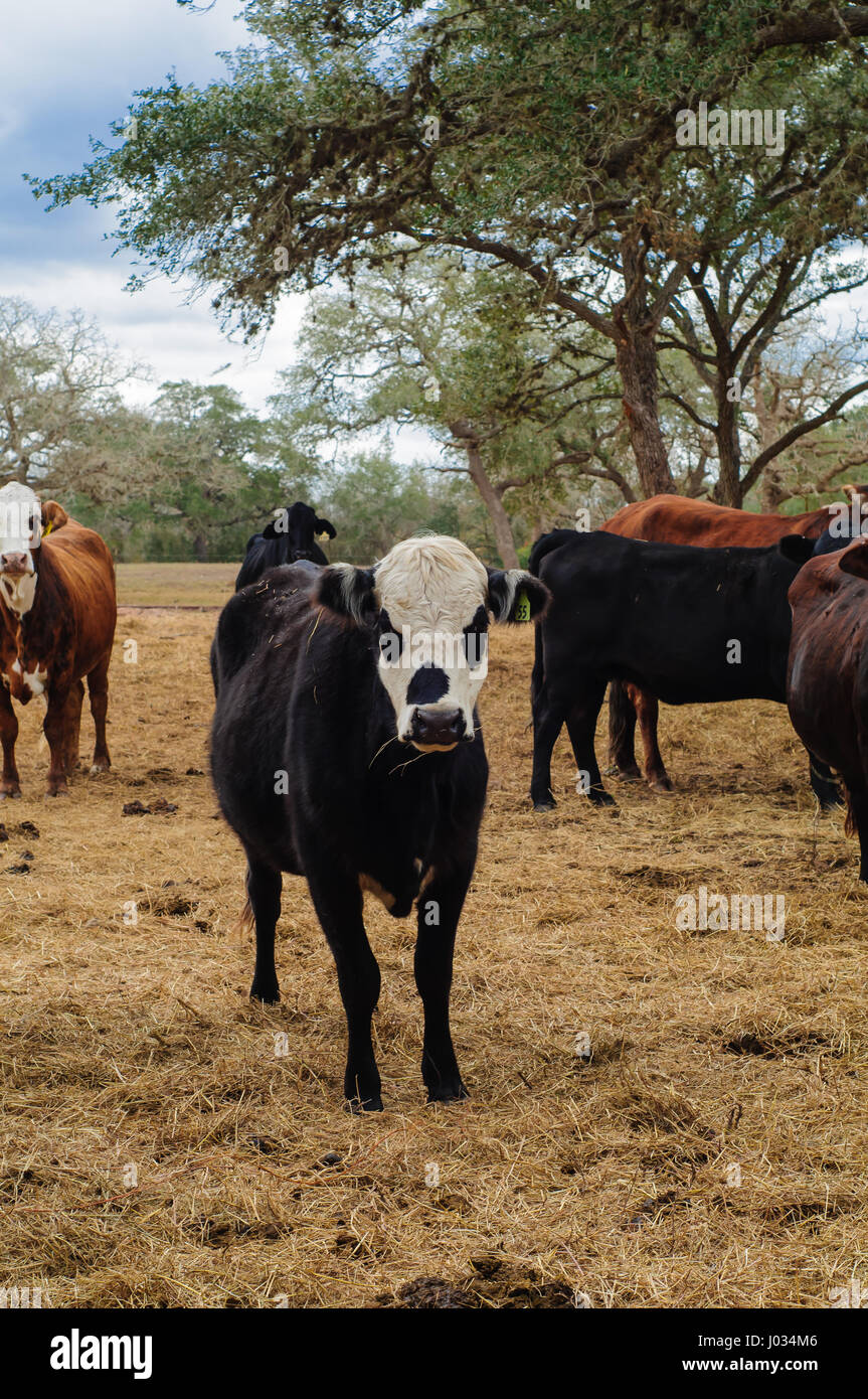 Rinderfütterung auf Rundballen Heu auf einer Weide in Texas Stockfoto