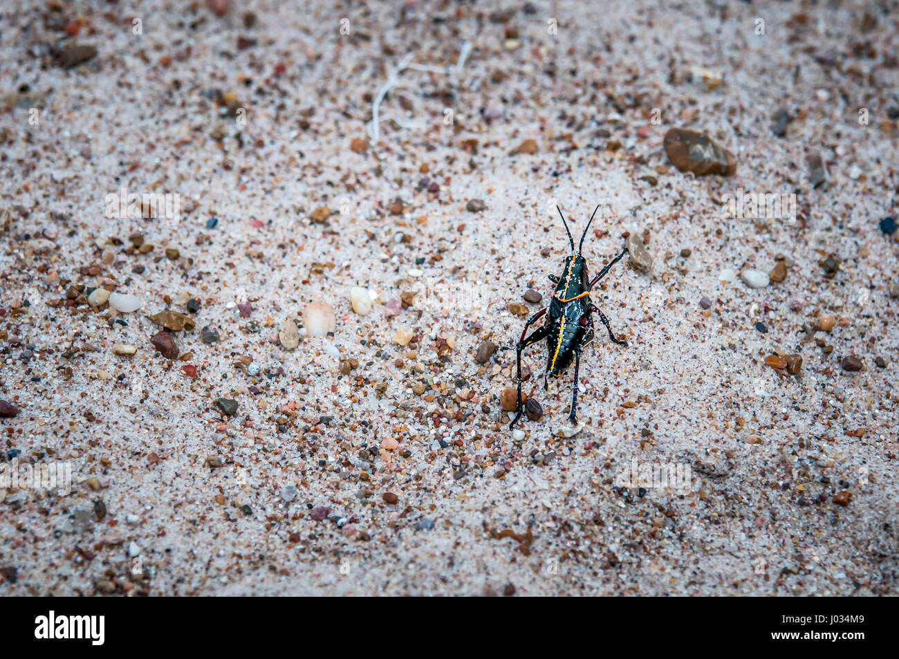 Instar stadium Fotos und Bildmaterial in hoher Auflösung Alamy