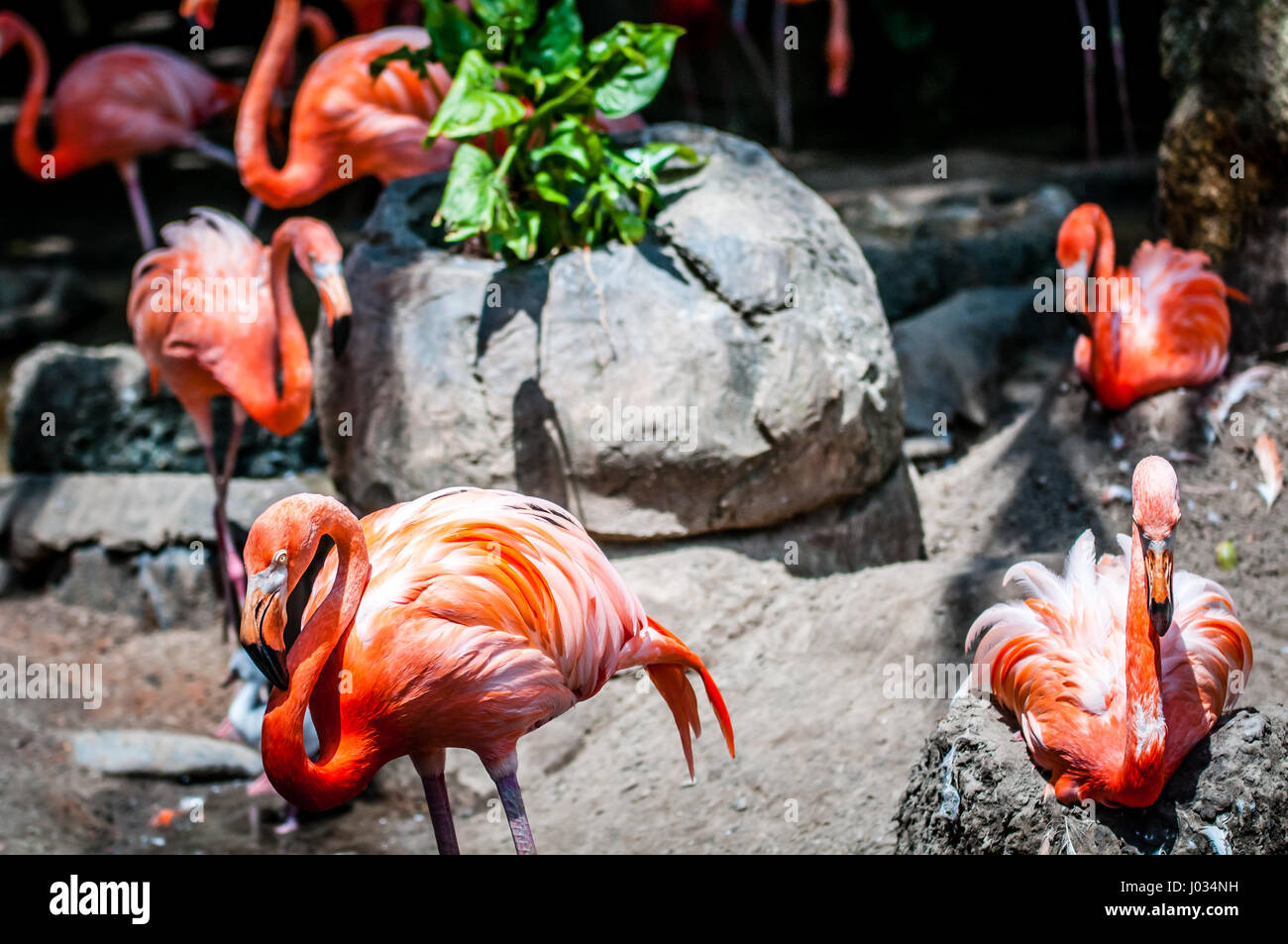 Rosa Flamingo (Phoenicopterus SP.) Herde in Gefangenschaft in einem zoo Stockfoto