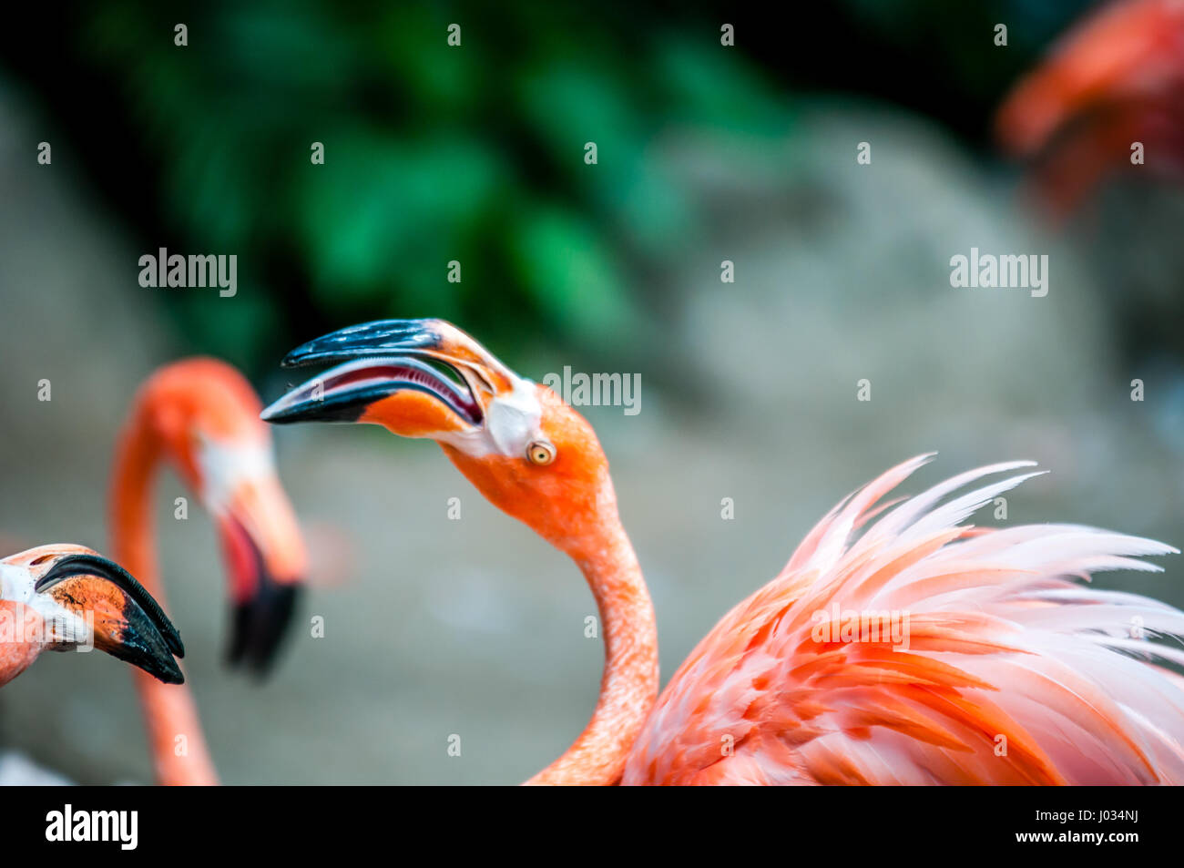 Pink Flamingo (Phoenicopterus SP.) zu kämpfen, Essen oder in einer Herde in Gefangenschaft in einem Zoo anrufen Stockfoto