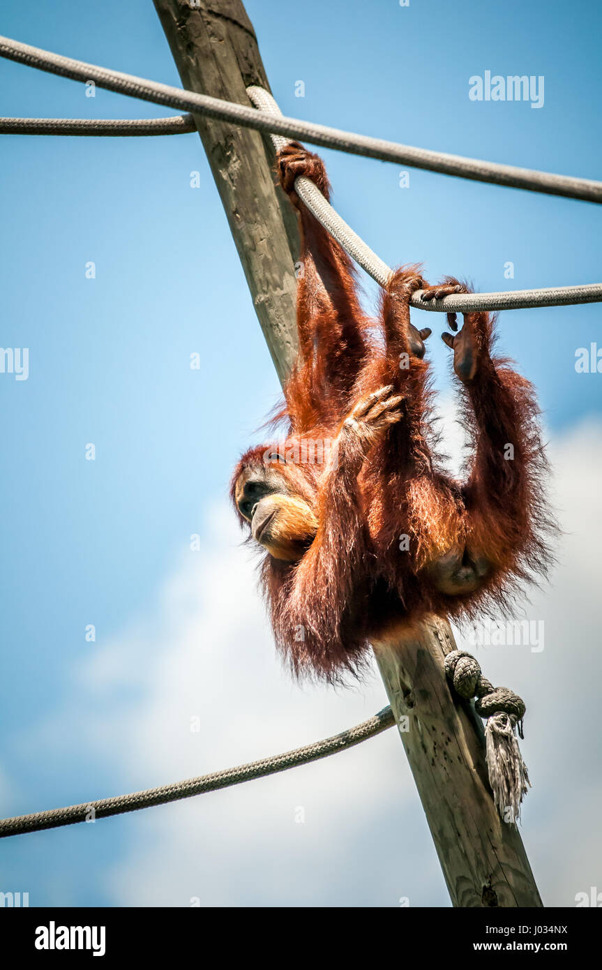 Erwachsener Orang-Utan an Seilen in Gefangenschaft in einem Zoo spielen Stockfoto