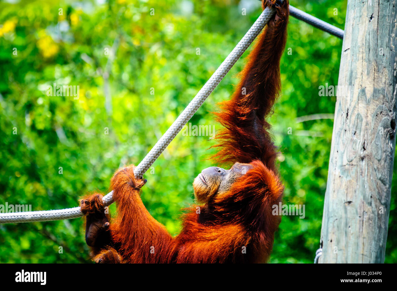 Erwachsener Orang-Utan an Seilen in Gefangenschaft in einem Zoo spielen Stockfoto