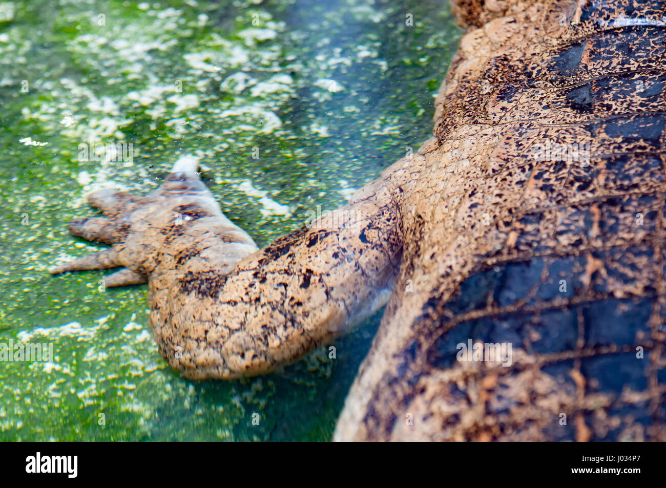 Oberen Hälfte des amerikanischen Alligator (Alligator Mississippiensis) Underwateri in Gefangenschaft Stockfoto