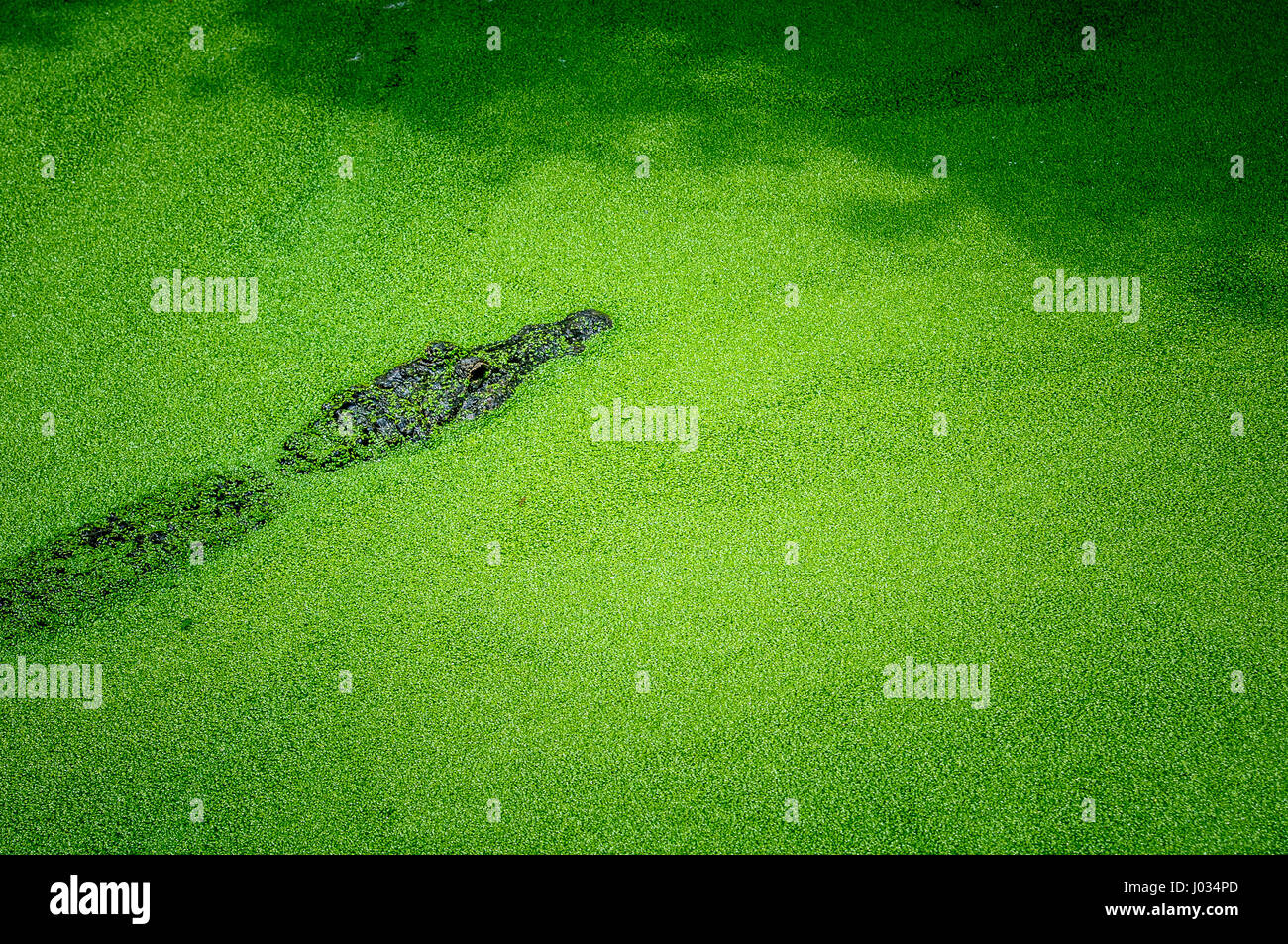 Amerikanischer Alligator Schwimmen im grünen Stockfoto