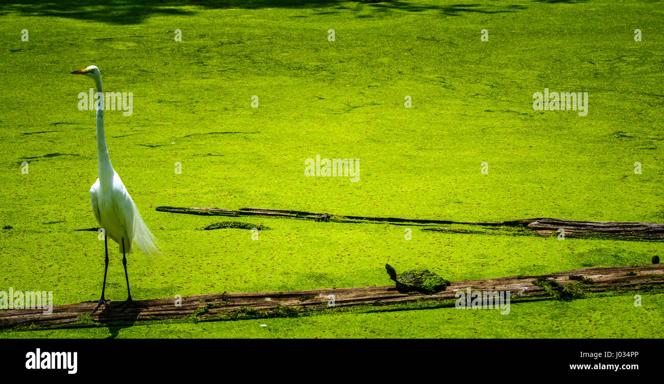 Silberreiher und Schildkröte stehend auf einem Baumstamm in einem Sumpf Stockfoto