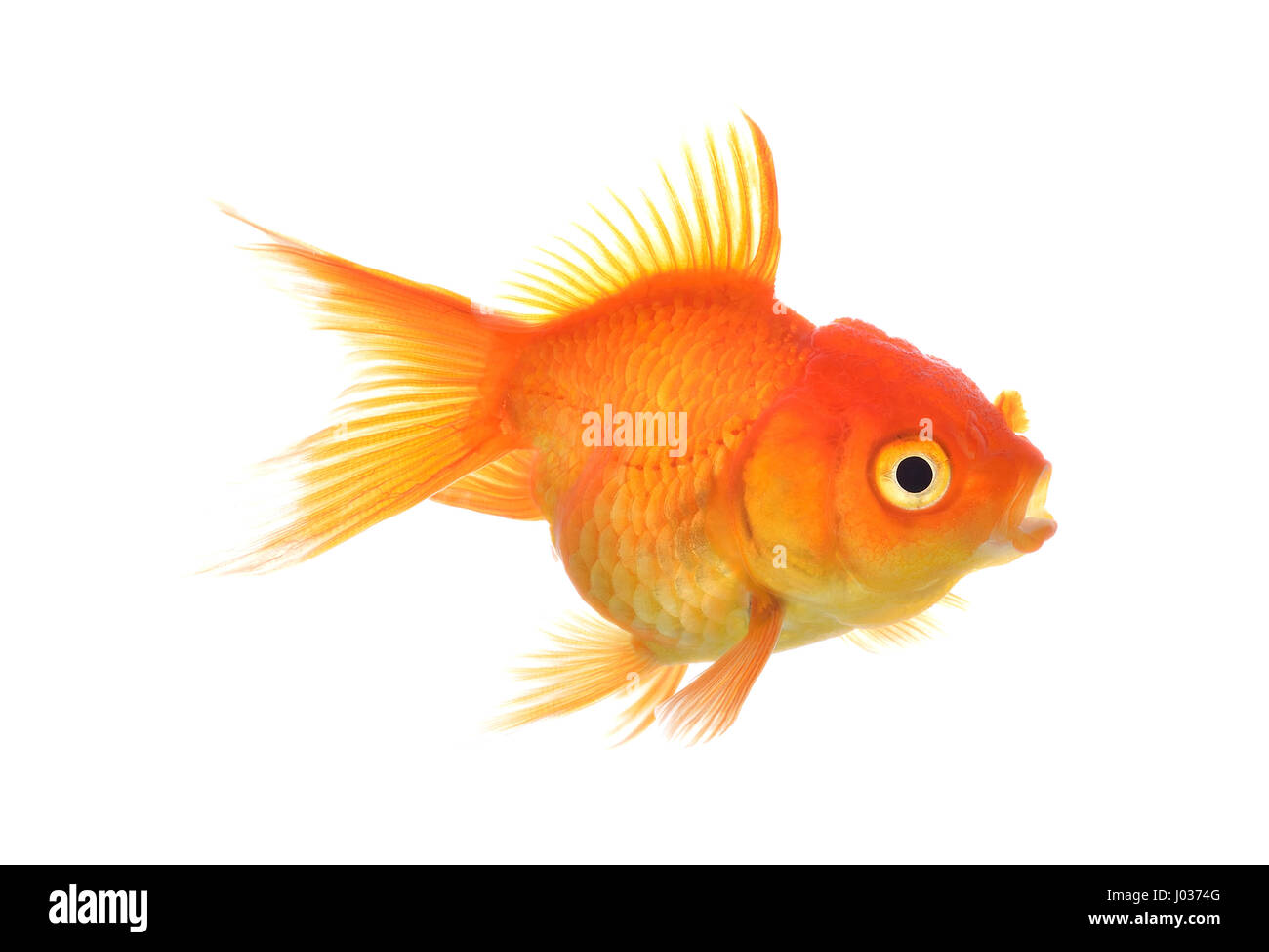 Ein Gold-Fisch isoliert auf dem weißen Stockfoto