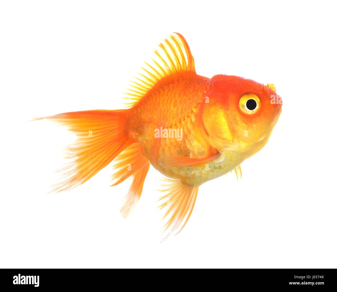 Ein Gold-Fisch. Isolation auf den weißen Stockfoto