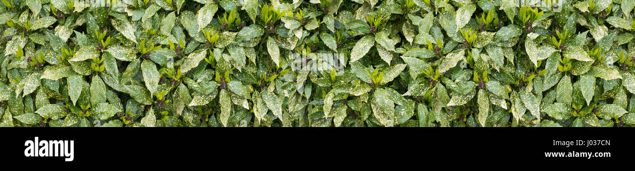 Lorbeer Busch Hecke mit neuen Wachstum langen horizontalen Hintergrund entdeckt Stockfoto