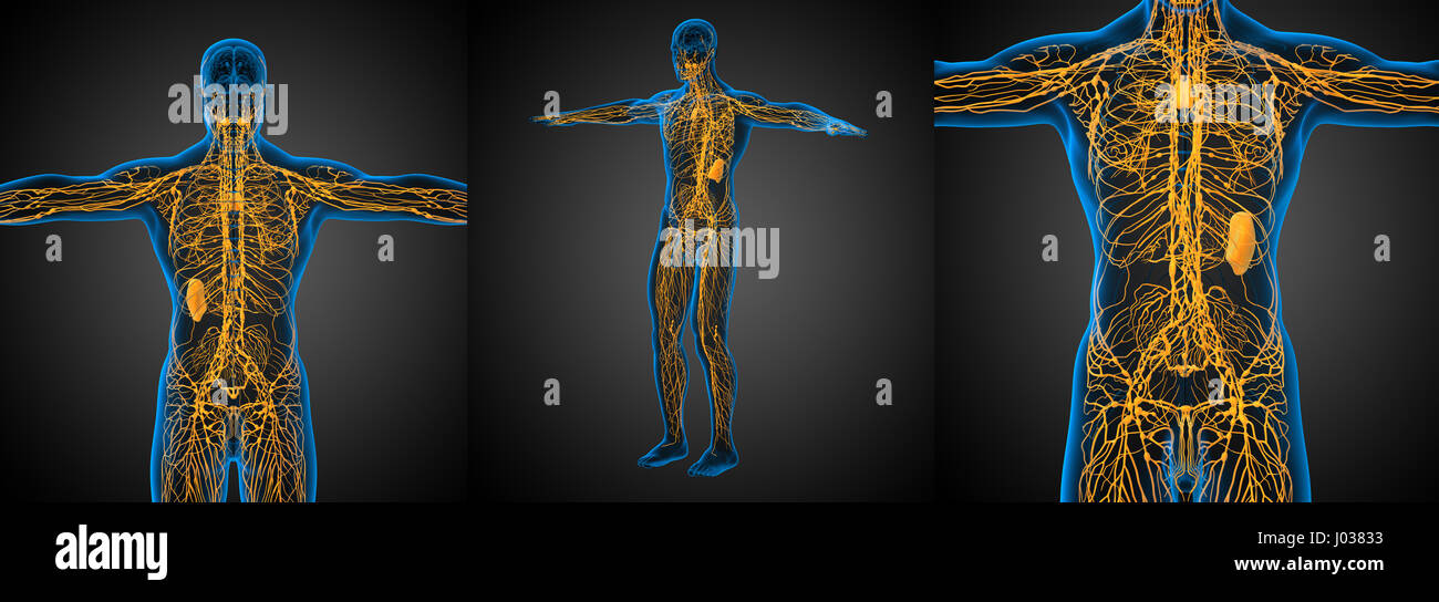 3D Rendering medizinische Illustration des lymphatischen Systems Stockfoto