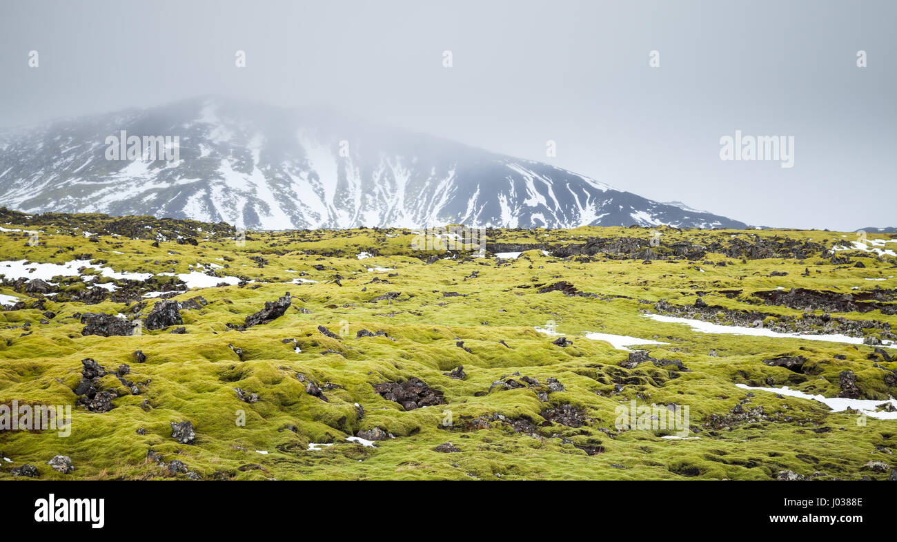 Misty Icelandic Landschaft mit grünem Moos wächst auf Felsen und schneebedeckte Berge am Horizont, der isländischen Küste Süd Stockfoto