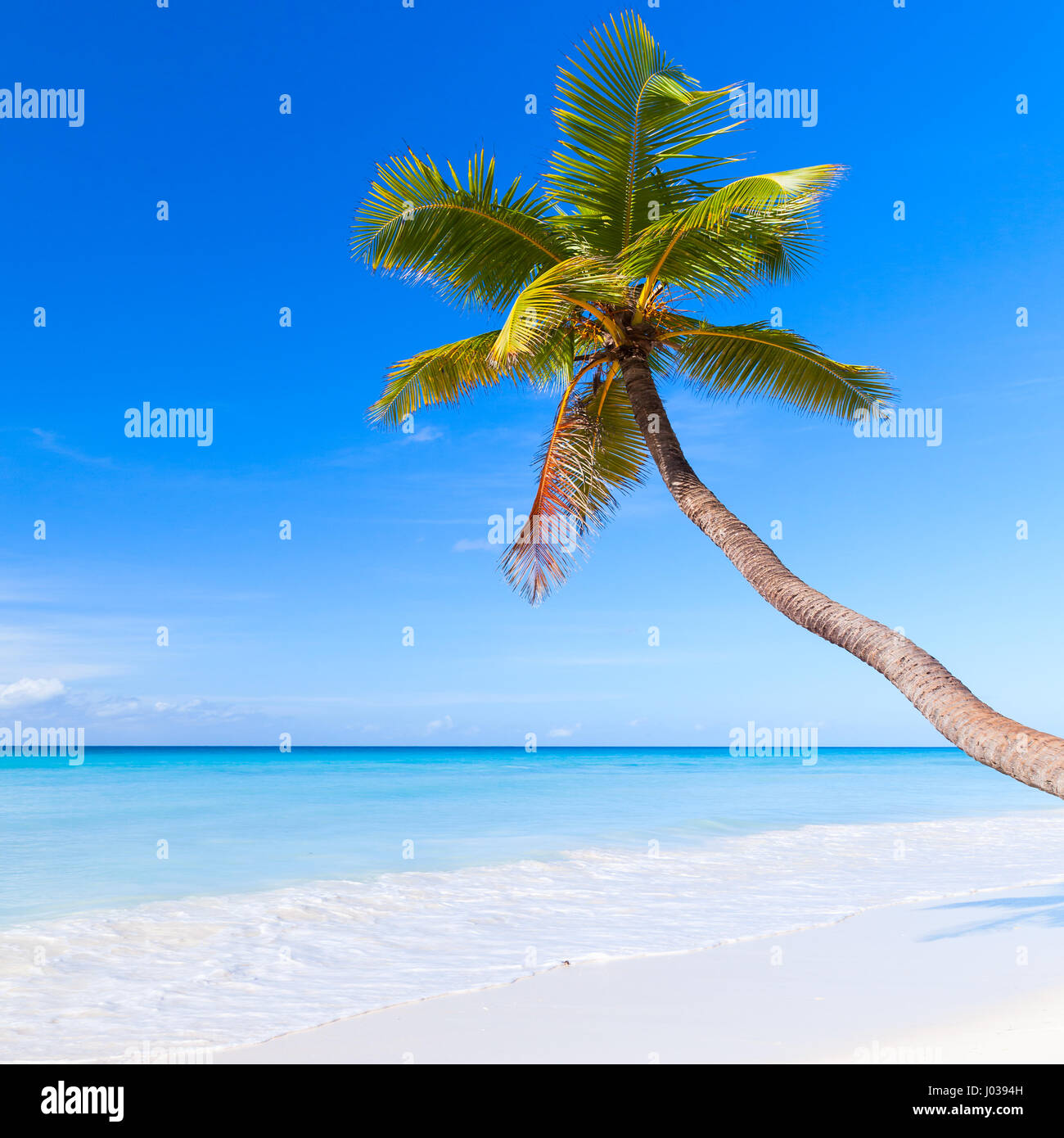 Karibik, Dominikanische Republik, Isla Saona. Palme wächst am weißen Sandstrand Stockfoto