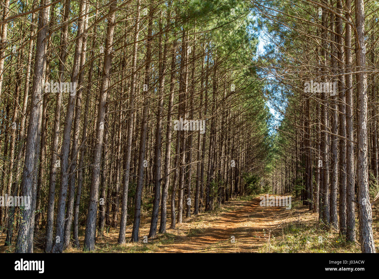 Ein Pinienwälder in Süd-Georgien. Stockfoto