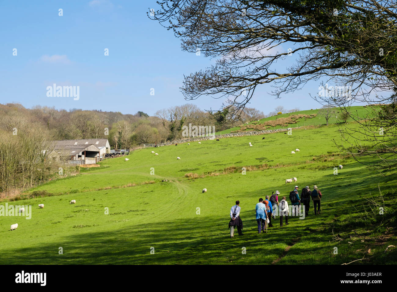 Wanderer-Gruppe der Wanderer auf ein Land zu Fuß, zu Fuß durch Feld auf Schaf-Farm in Snowdonia Landschaft. Gwynedd Nordwales UK Großbritannien Stockfoto