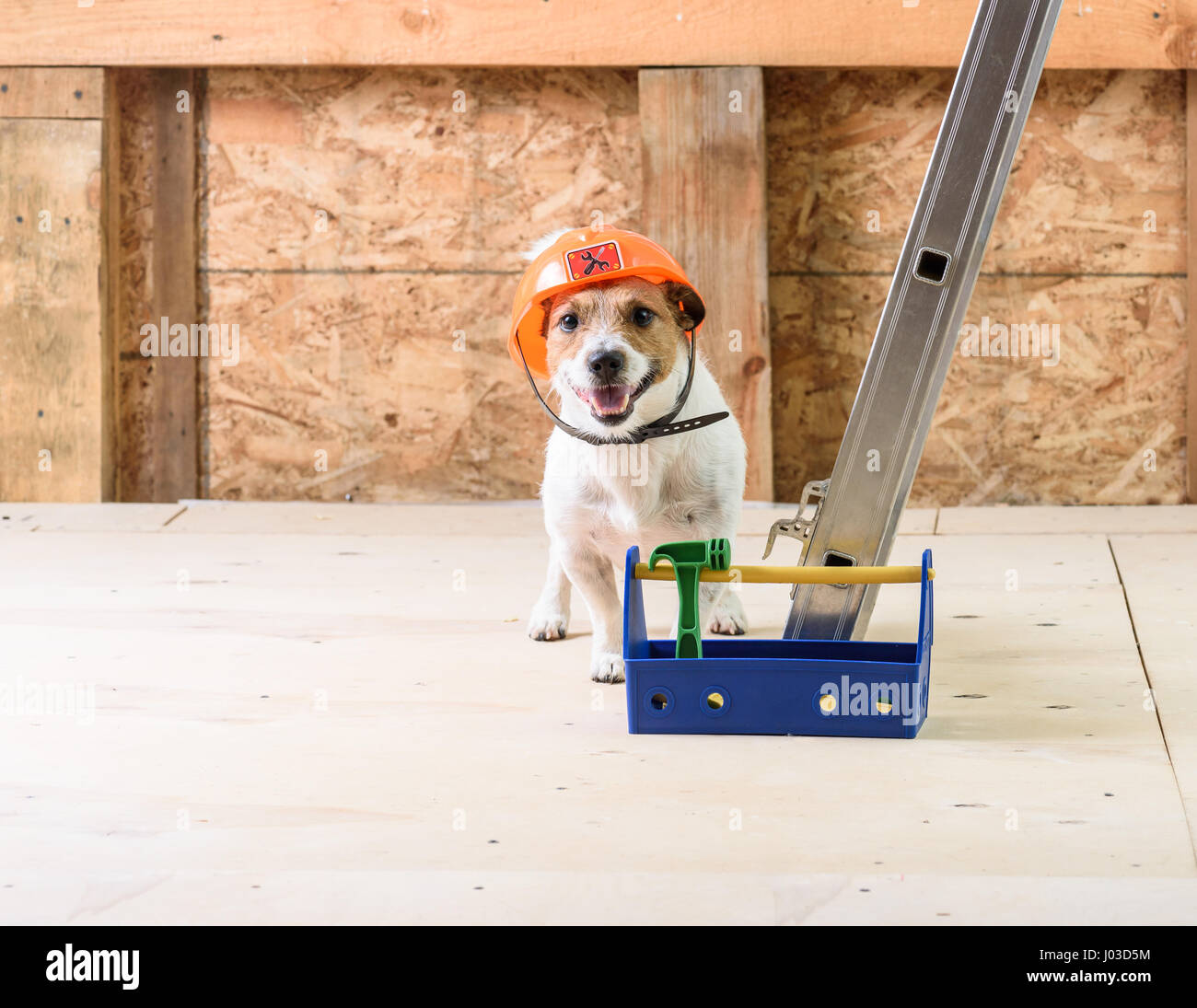Hund mit Toolbox im harten Hut an unter Baustelle Stockfoto