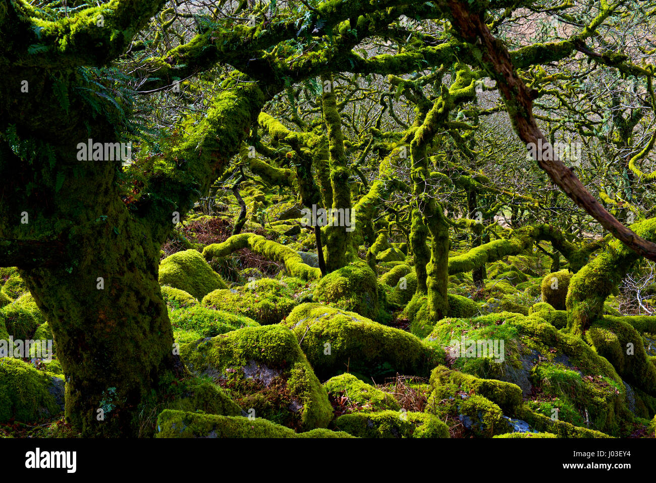 Wistman's Wood, Dartmoor, Devon, England Großbritannien Stockfoto