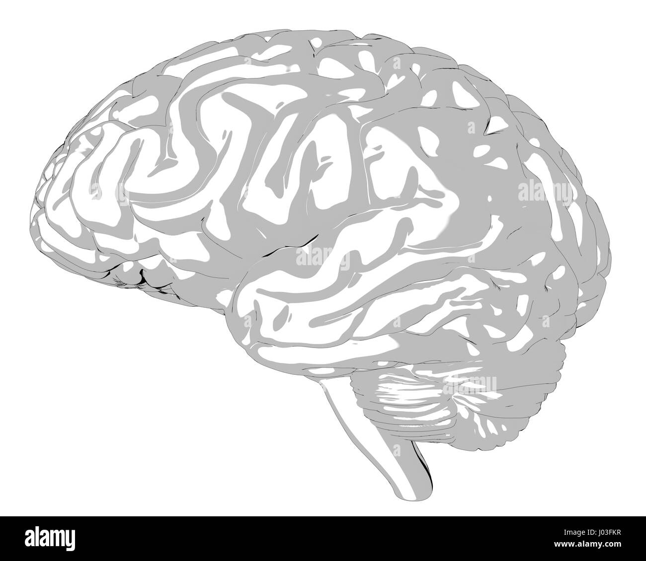 Menschliche Gehirn 3D render Stockfoto