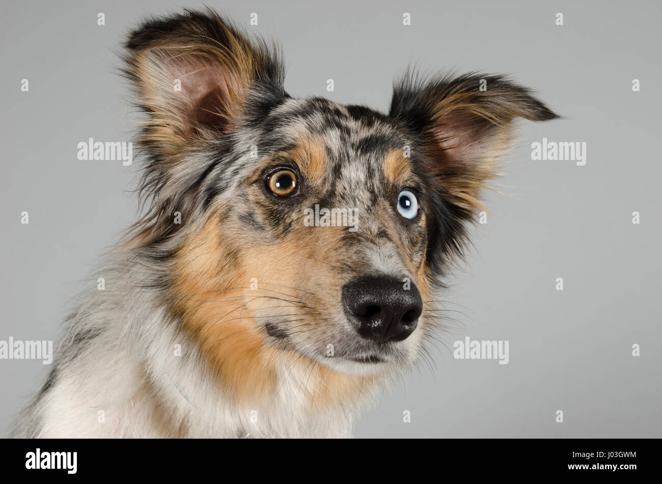 Porträt eines Collie-Hundes mit Heterochromie, UK Stockfoto