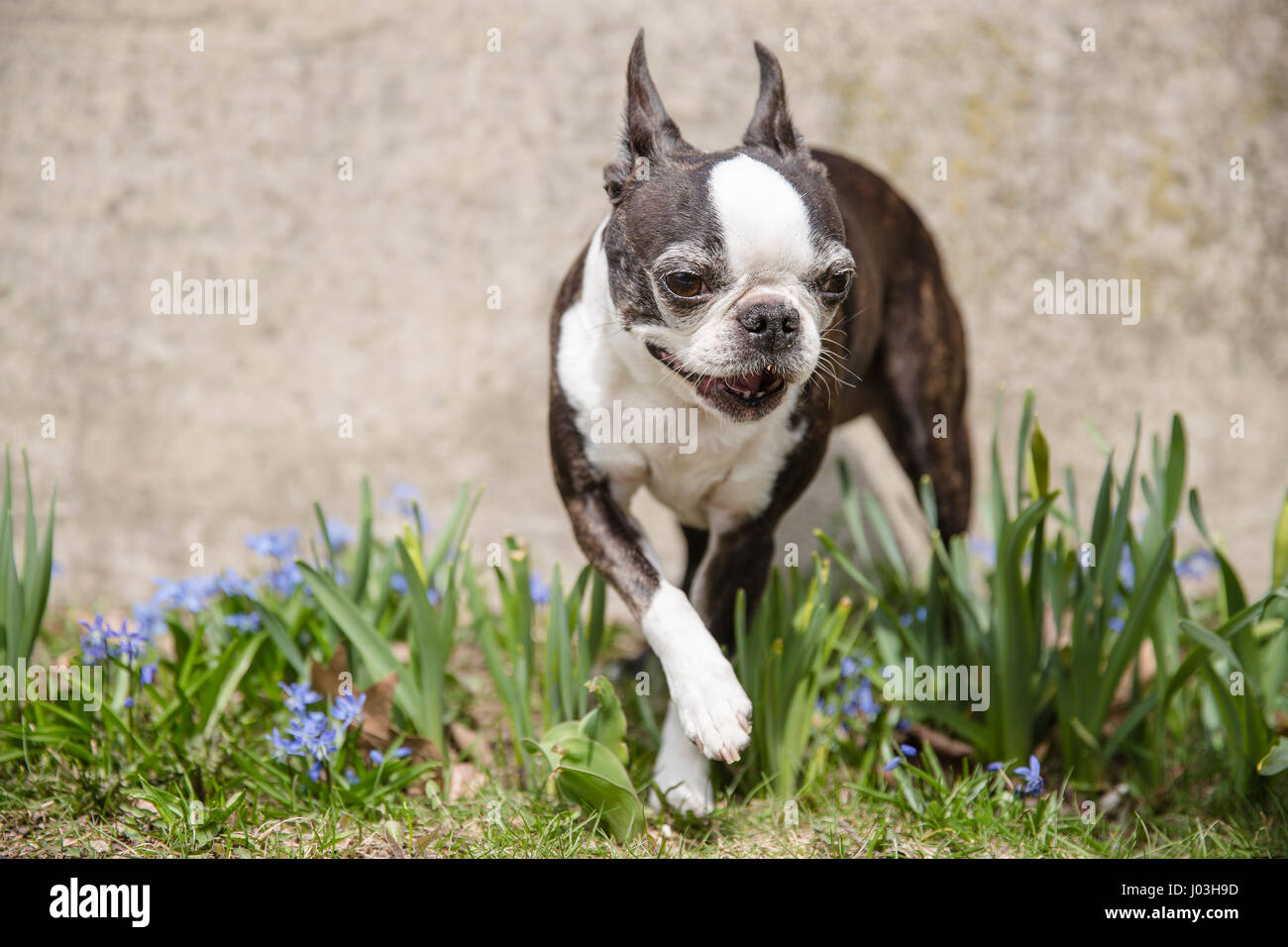 Eine kleine Boston-Terrier stellt in den Rasen zwischen lila Frühlingsblumen Stockfoto