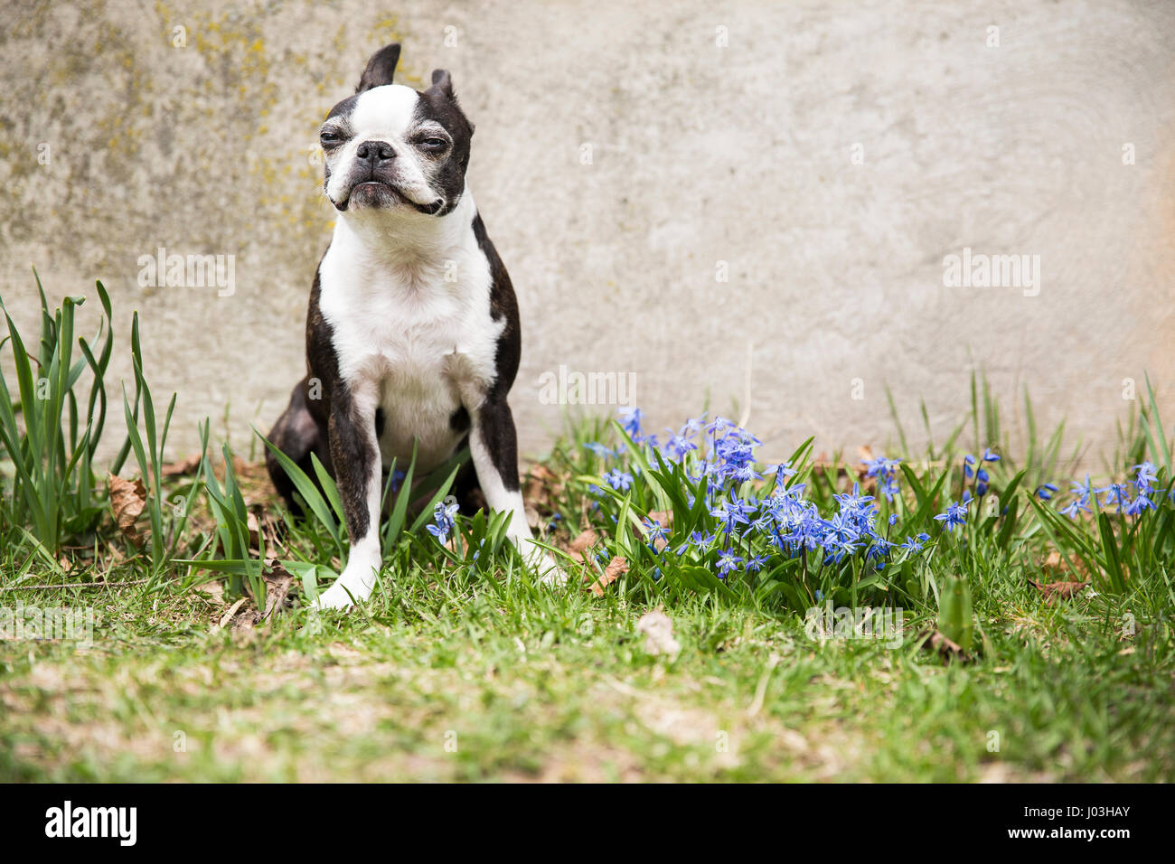 Eine kleine Boston-Terrier stellt in den Rasen zwischen lila Frühlingsblumen Stockfoto