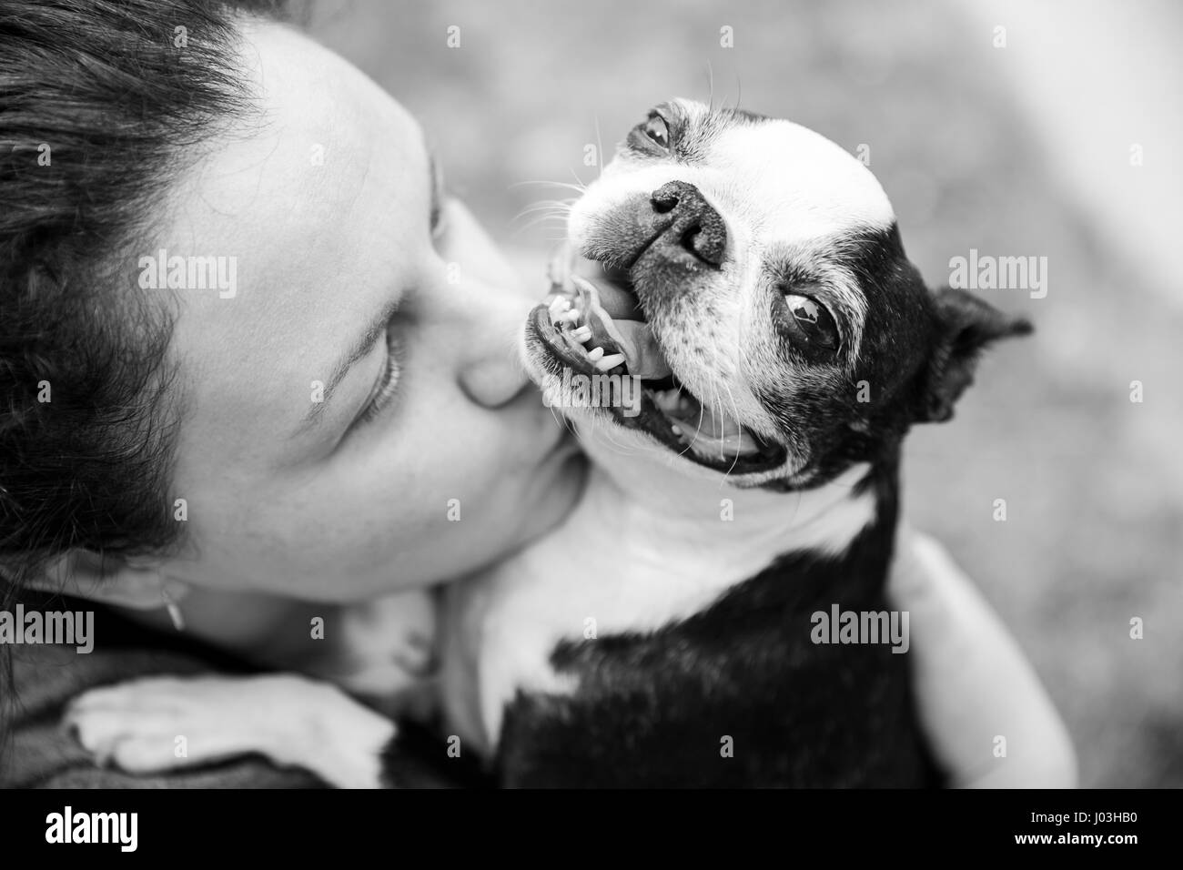 Nahaufnahme von einem weiblichen Hundebesitzer küsst ihr Boston Terrier am Hals Stockfoto