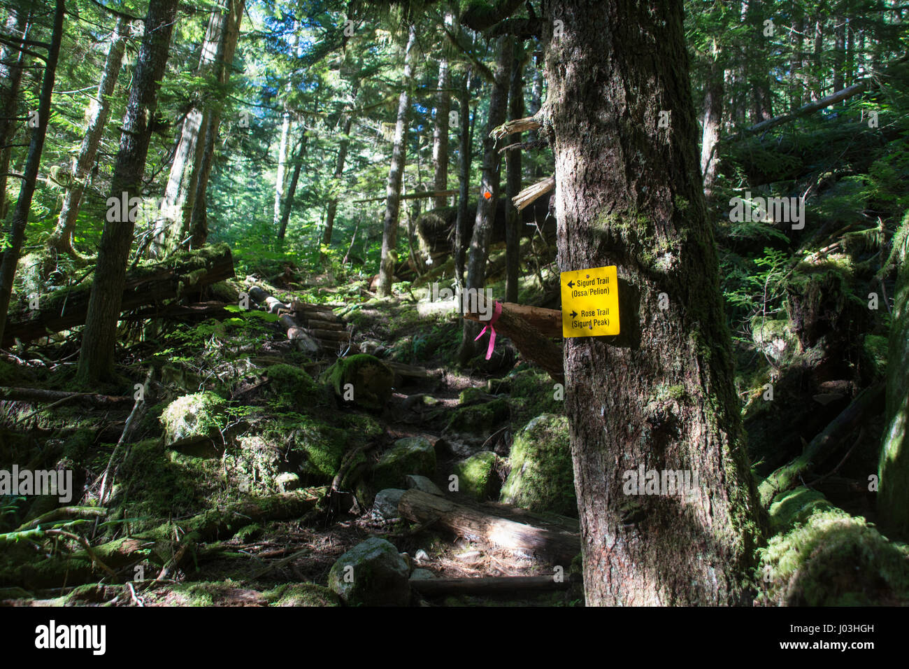 Die Sigurd Creek Wanderweg in den Wäldern des oberen Squamish-Tal, Tantalus Berge, Coast Ranges, British Columbia, Kanada. Stockfoto