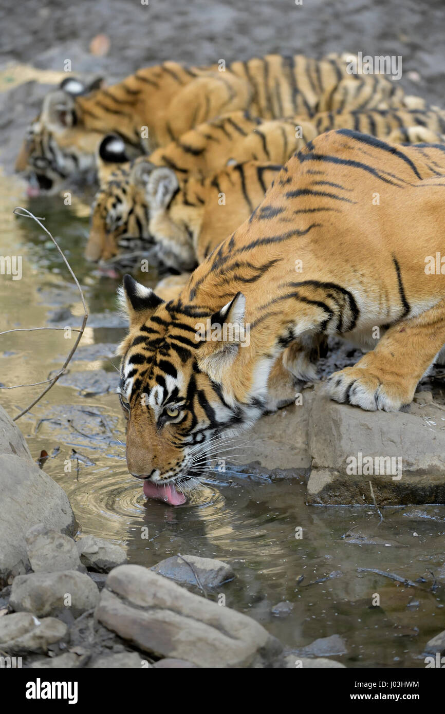 Bengal Tiger (Panthera Tigris Tigris), Tigerin mit ihren jungen Jungen Trinkwasser aus einem kleinen Teich, Ranthambhore National Park Stockfoto