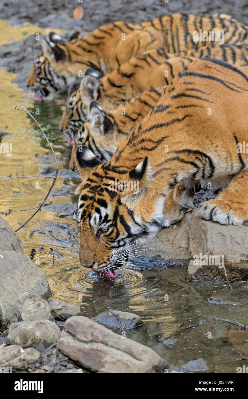 Bengal Tiger (Panthera Tigris Tigris), Tigerin mit ihren jungen Jungen Trinkwasser aus einem kleinen Teich, Ranthambhore National Park Stockfoto