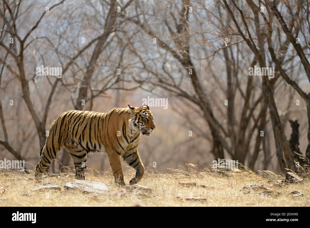 Einsamer Royal Bengal Tiger (Panthera Tigris Tigris) Wandern in trockenen Laubwäldern des Ranthambhore National Park, Rajasthan Stockfoto