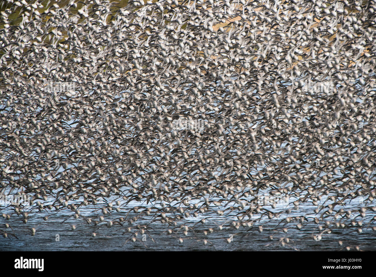 Fliegen Schwarm Roter Knoten Calidris Canutus Snettisham
