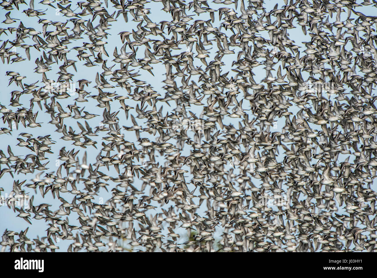 Fliegen, Schwarm roter Knoten (Calidris Canutus), Norfolk