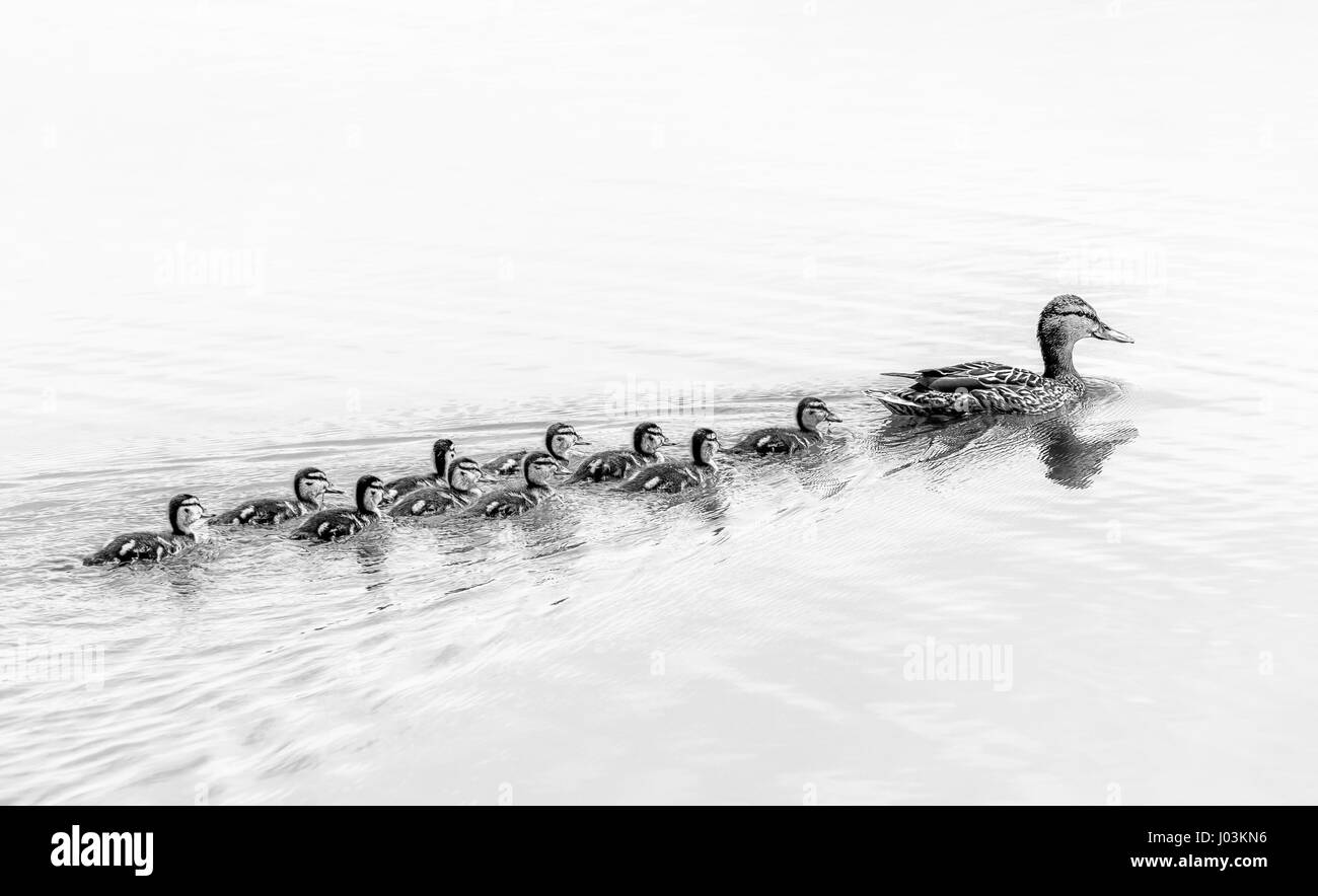 Monochromes Bild von Enten/cute Entenküken Ente (Babys) folgenden Mutter in einer Warteschlange auf einem See, symbolische figurative Harmonischen friedliche Tier Familie Stockfoto