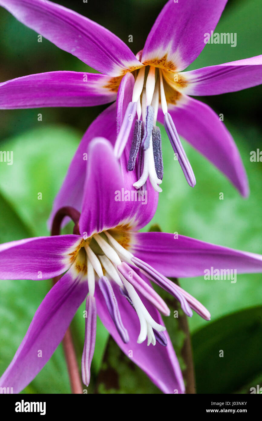 Erythronium dens-Canis, Hundezahnviolett oder Dogzahnviolett Stockfoto