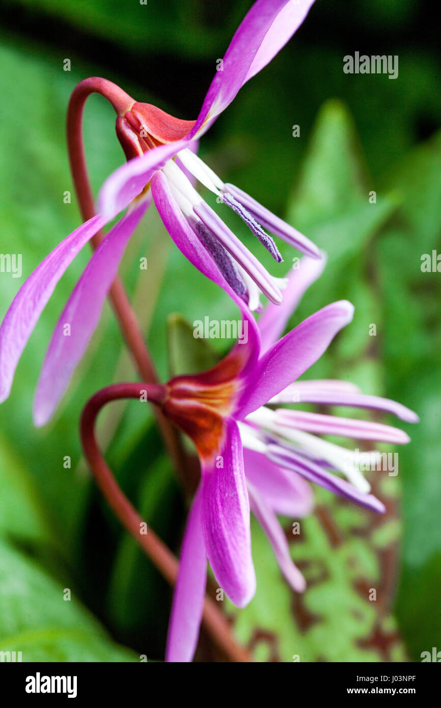 Erythronium Dens-Canis gemeinsame Name des Hundes-Zahn-violett oder Dogtooth violett Stockfoto