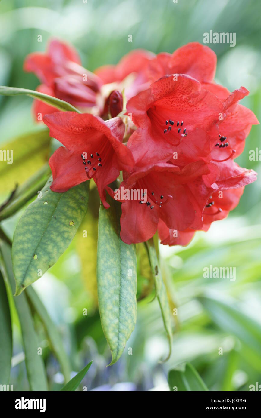 Rhododendron 'Matador' Stockfoto