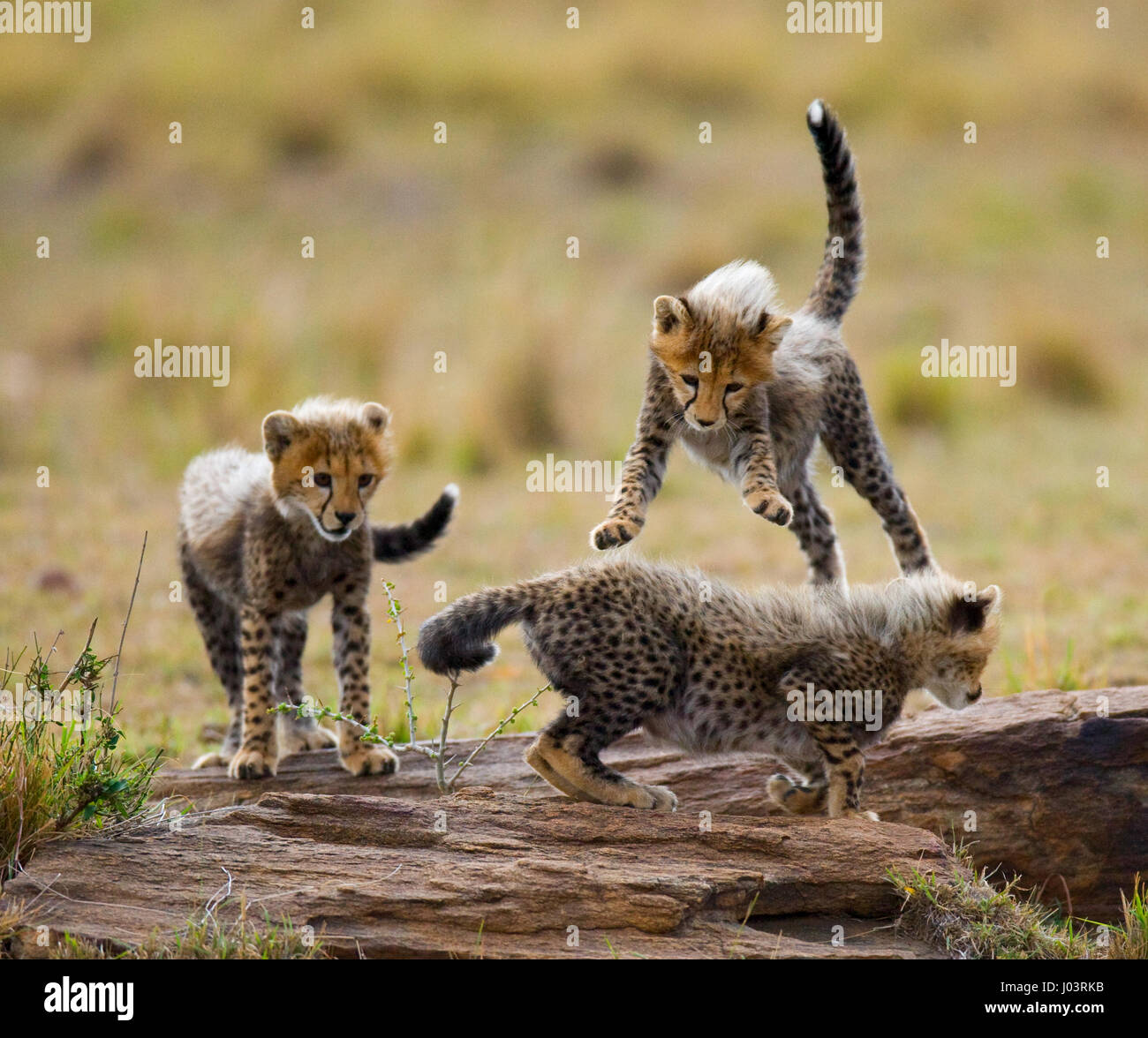 Gepardenjungen spielen miteinander in der Savanne. Kenia. Tansania. Afrika. Nationalpark. Serengeti. Maasai Mara. Stockfoto