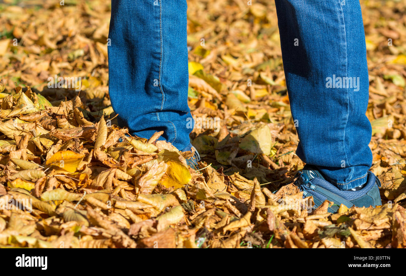 Herbst-Konzept. Fußgänger Blätter auf dem Boden im Herbst Farben im Vereinigten Königreich. Stockfoto