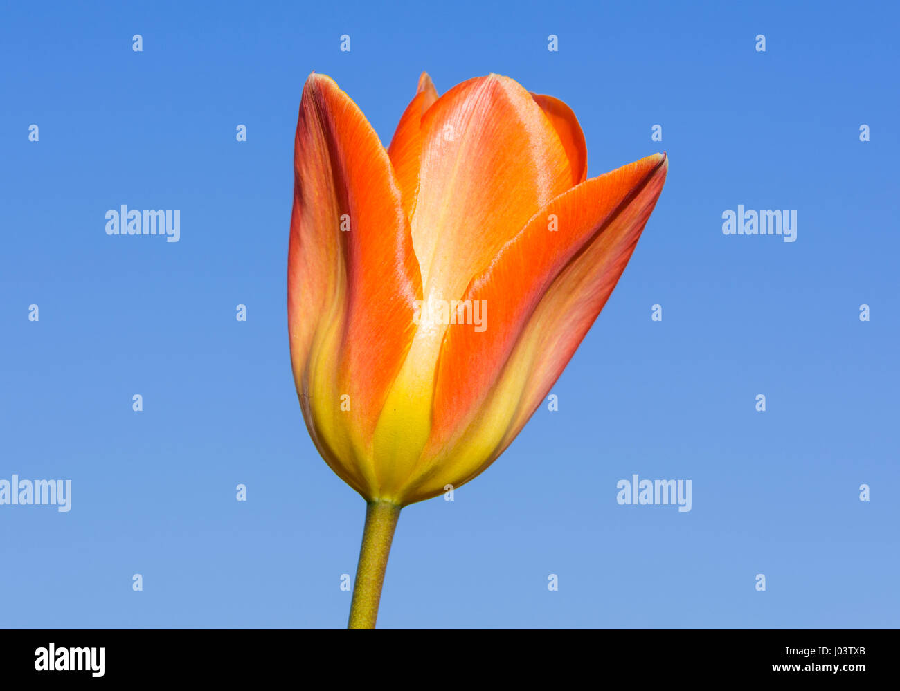 Nahaufnahme einer Orange und Gelb single Tulpe (Tulipa) Blüte in voller Blüte im Frühjahr, im Vereinigten Königreich, gegen den blauen Himmel. Frühling Tulpe. Frühling Tulpen. Stockfoto