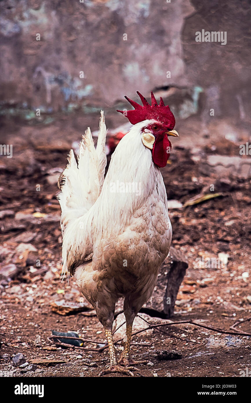 Hahn Stockfoto