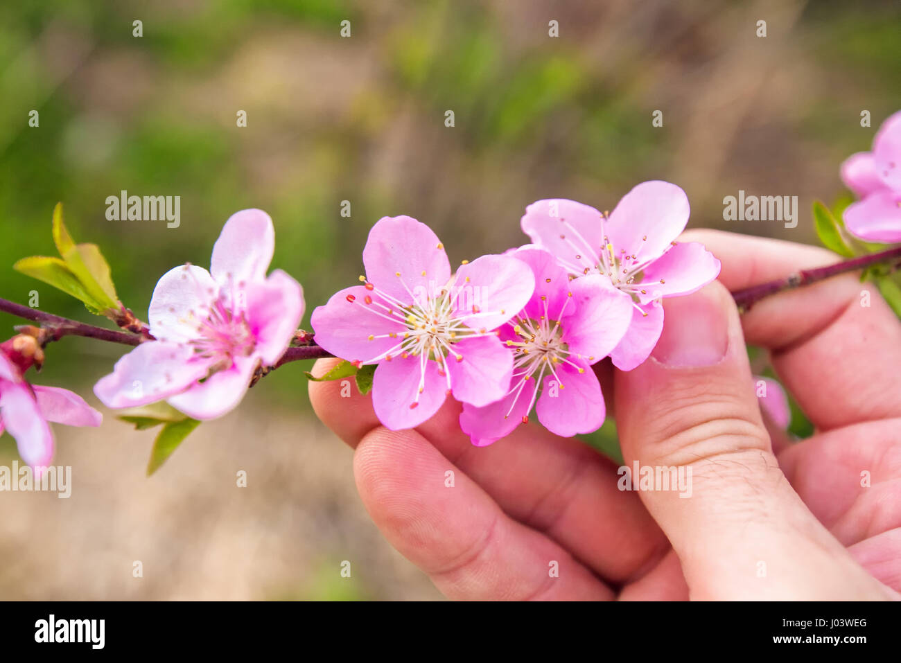 Landwirt Hand hält Pfirsichblüte Zweig im Obstgarten, Agronom, die im Frühjahr blühenden Obstbaum zu prüfen Stockfoto