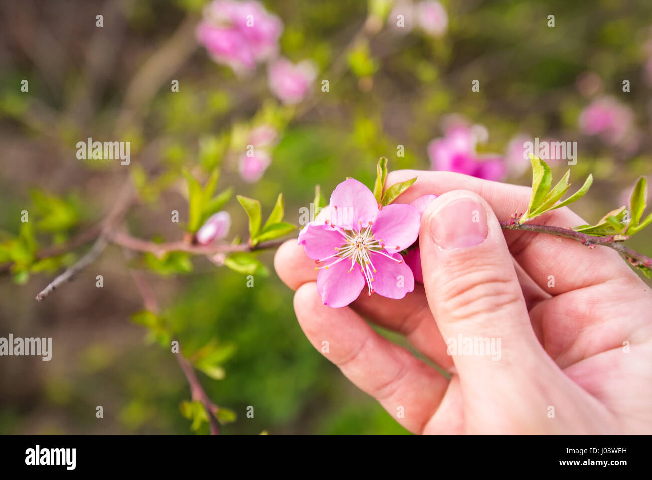 Landwirt Hand hält Pfirsichblüte Zweig im Obstgarten, Agronom, die im Frühjahr blühenden Obstbaum zu prüfen Stockfoto