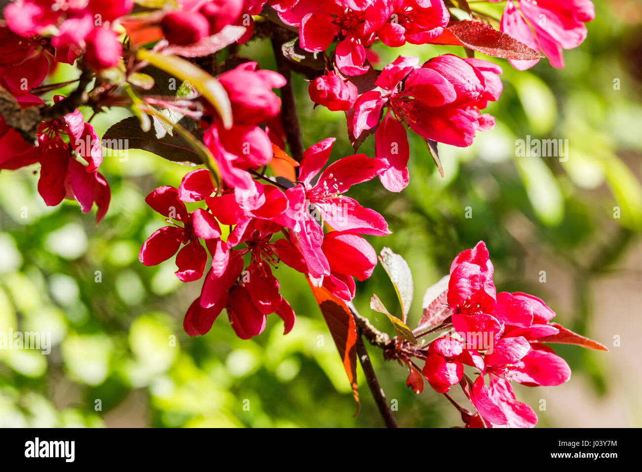 Lila bis dunkel rosa oder rote Blüten der Holzapfel (Malus) Baum blüht im Frühjahr, Surrey