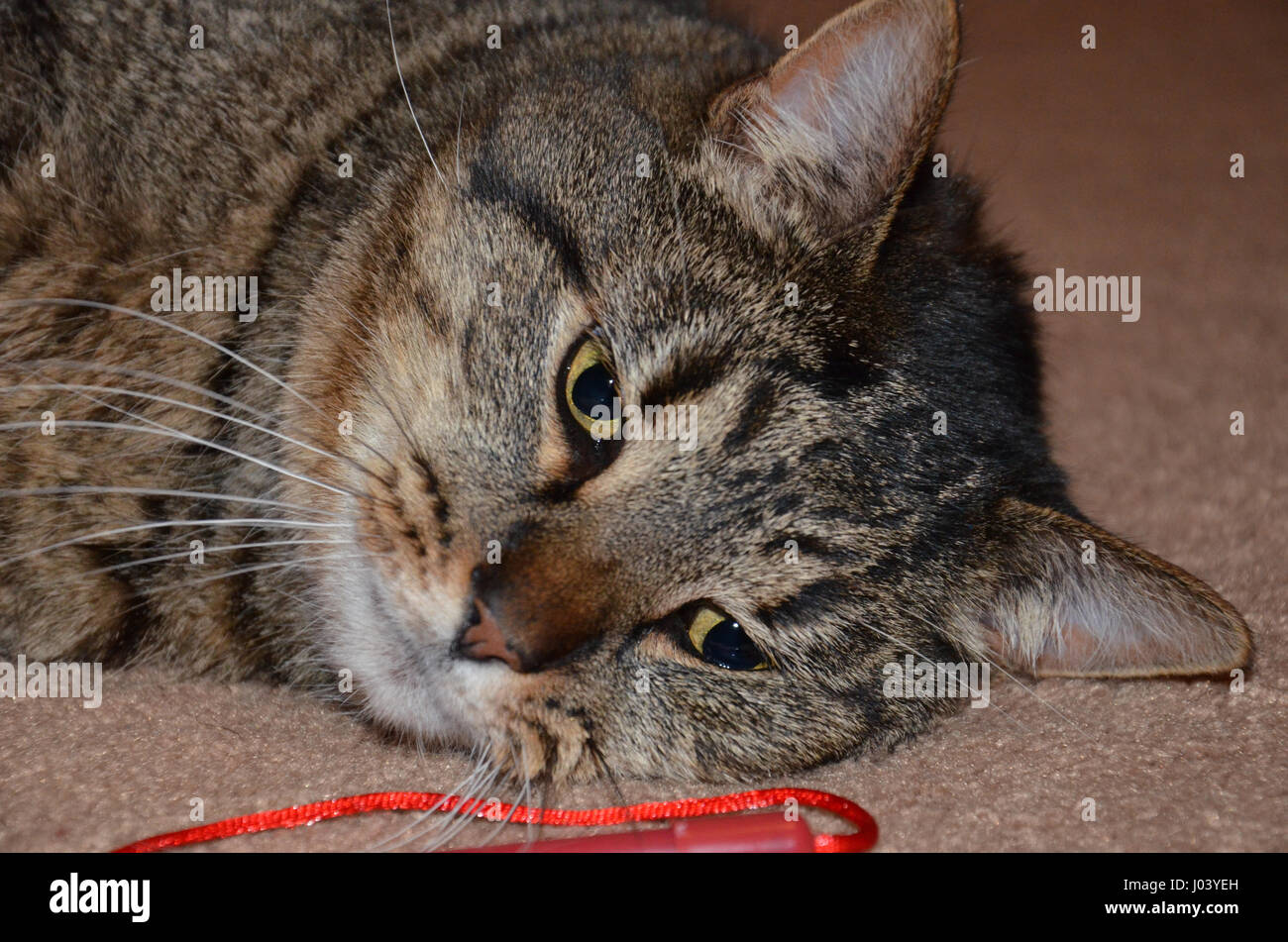 Katze, die Festlegung Stockfoto