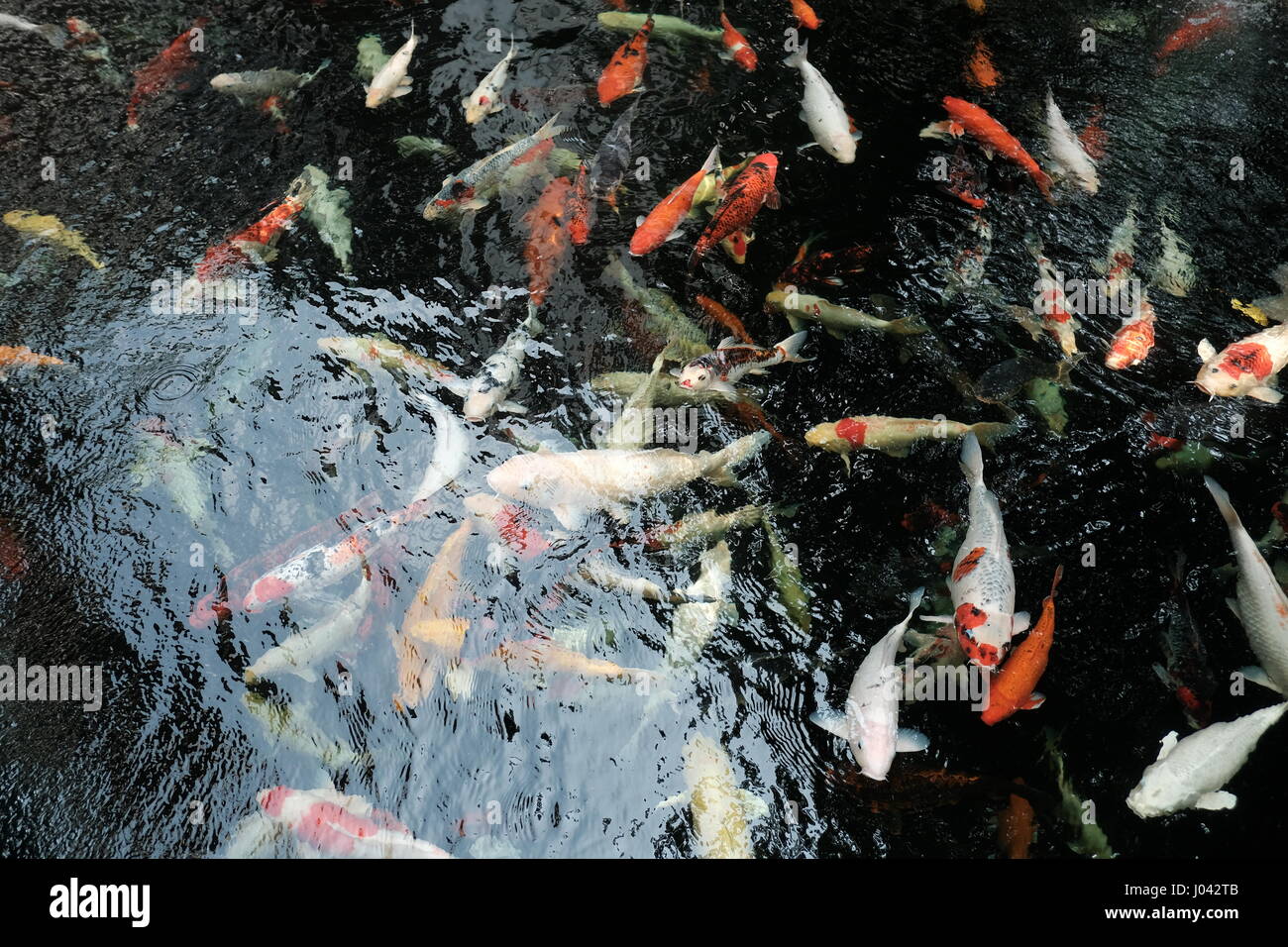 Koi fische im teich Stockfotos und bilder Kaufen Seite 3 Alamy