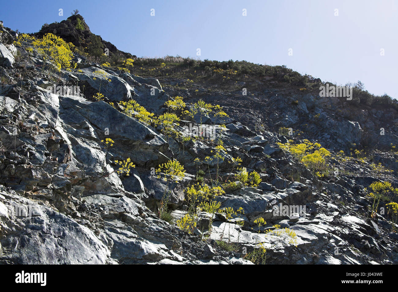 Färberwaid Isatis Tinctoria wächst auf Felsen am Straßenrand Bank Korsika Frankreich Stockfoto