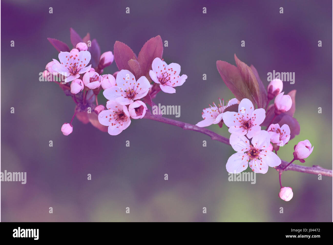 Blüte Baum über Natur Hintergrund. Frühlingsblumen Stockfoto